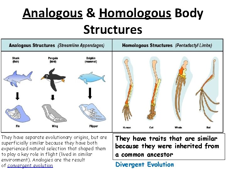 Analogous & Homologous Body Structures They have separate evolutionary origins, but are superficially similar