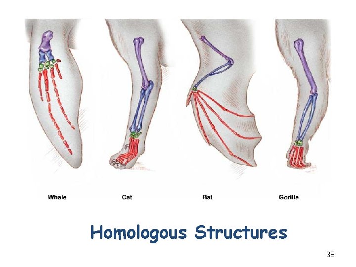 Homologous Structures 38 