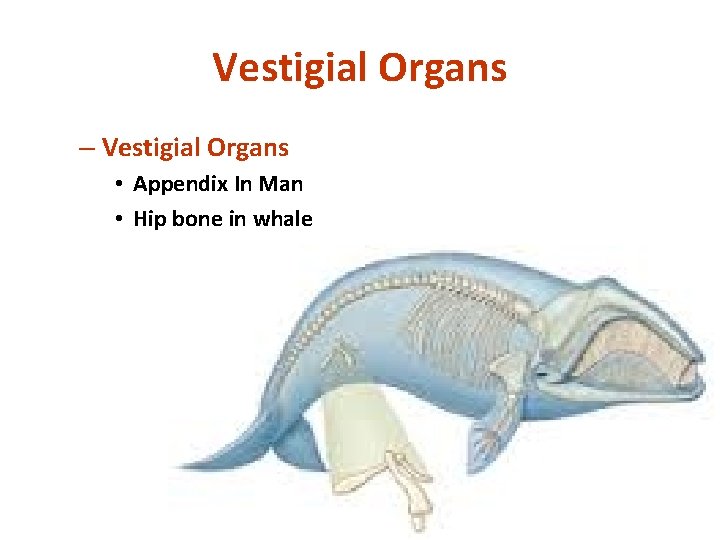 Vestigial Organs – Vestigial Organs • Appendix In Man • Hip bone in whale