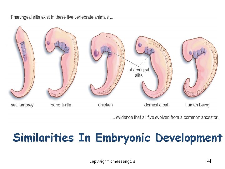 Evidence for Evolution - Comparative Embryology Similarities In Embryonic Development copyright cmassengale 41 