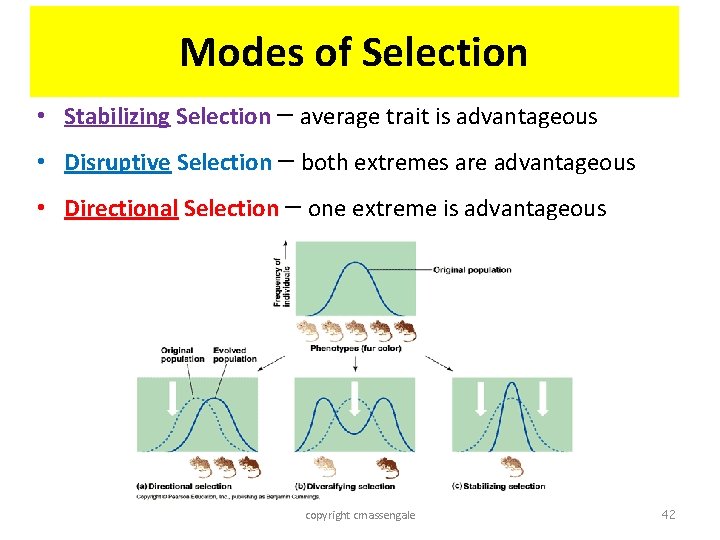 Modes of Selection • Stabilizing Selection – average trait is advantageous • Disruptive Selection
