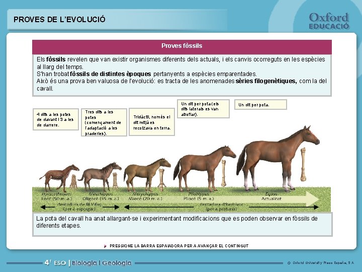 PROVES DE L’EVOLUCIÓ Proves fòssils Els fòssils revelen que van existir organismes diferents dels