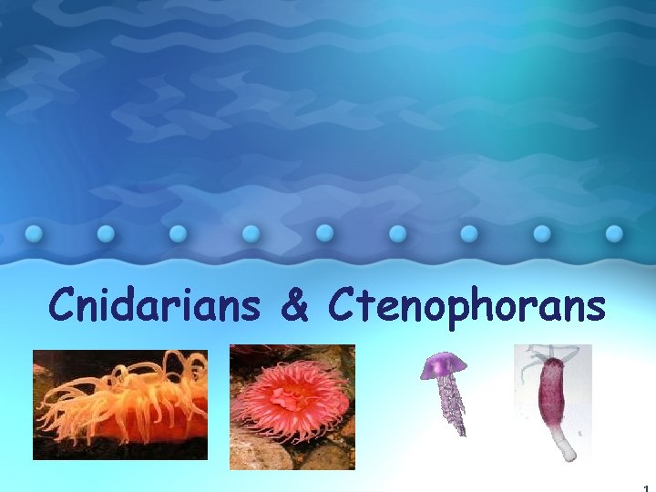 Cnidarians & Ctenophorans 1 