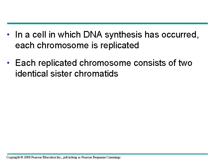  • In a cell in which DNA synthesis has occurred, each chromosome is