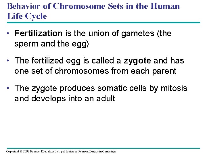 Behavior of Chromosome Sets in the Human Life Cycle • Fertilization is the union