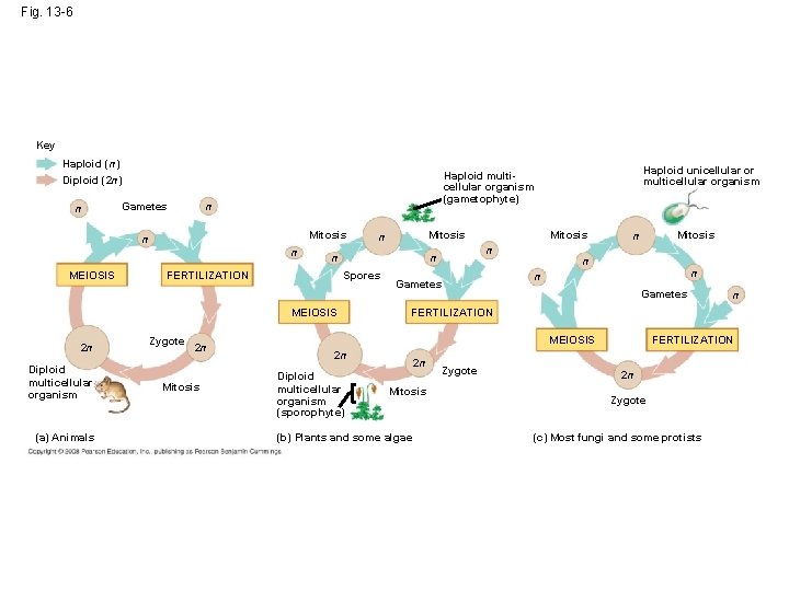 Fig. 13 -6 Key Haploid (n) n Gametes n Mitosis n n MEIOSIS FERTILIZATION