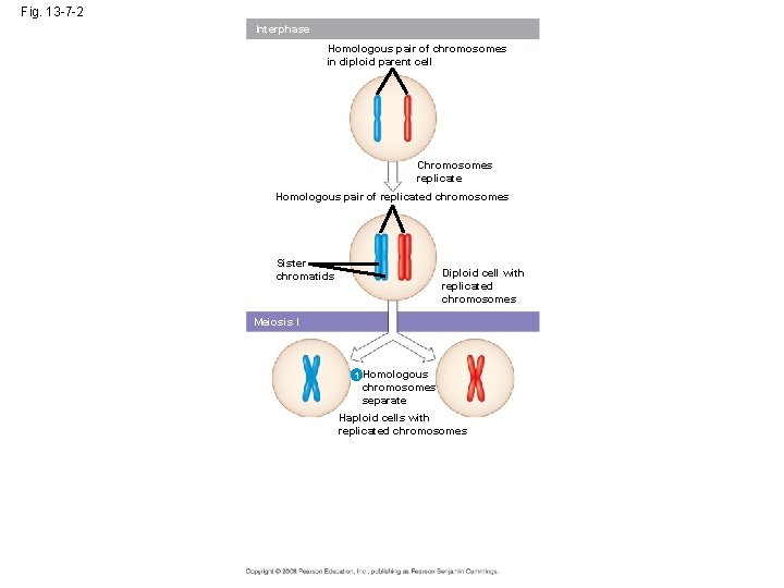 Fig. 13 -7 -2 Interphase Homologous pair of chromosomes in diploid parent cell Chromosomes