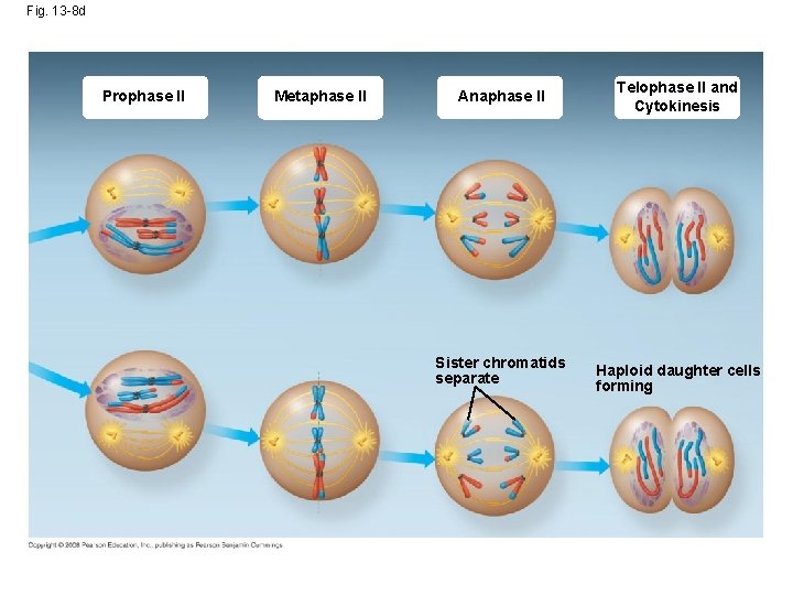 Fig. 13 -8 d Prophase II Metaphase II Anaphase II Telophase II and Cytokinesis