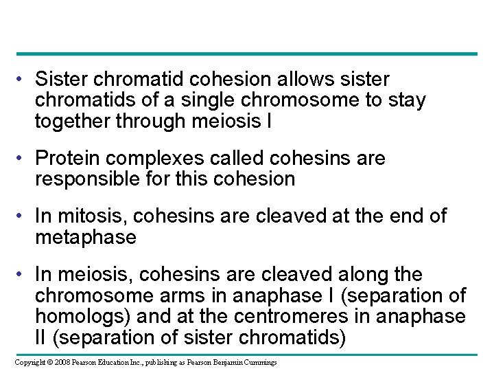  • Sister chromatid cohesion allows sister chromatids of a single chromosome to stay