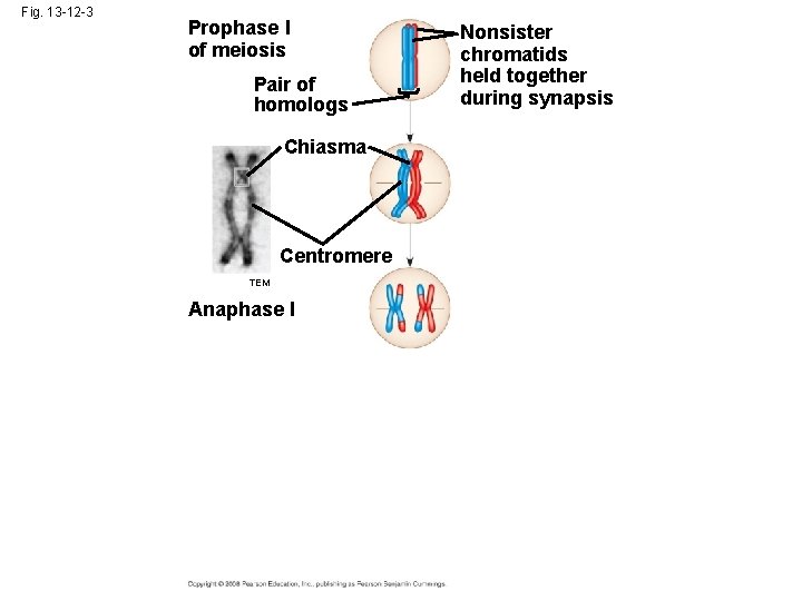 Fig. 13 -12 -3 Prophase I of meiosis Pair of homologs Chiasma Centromere TEM