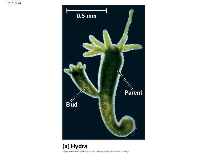 Fig. 13 -2 a 0. 5 mm Parent Bud (a) Hydra 