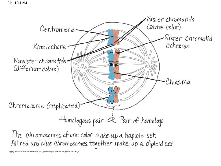 Fig. 13 -UN 4 