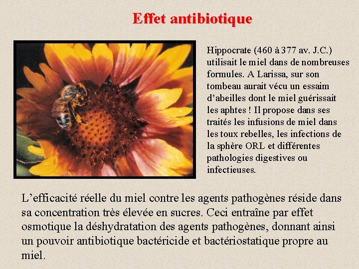 Effet antibiotique Hippocrate (460 à 377 av. J. C. ) utilisait le miel dans