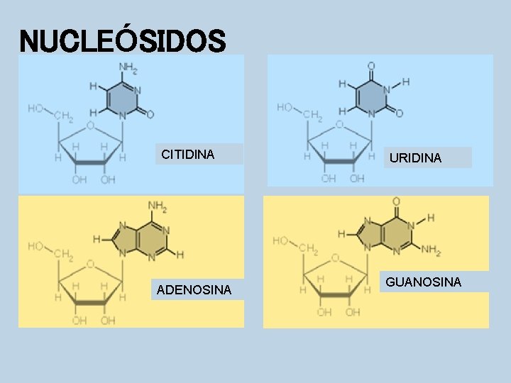 NUCLEÓSIDOS CITIDINA ADENOSINA URIDINA GUANOSINA 