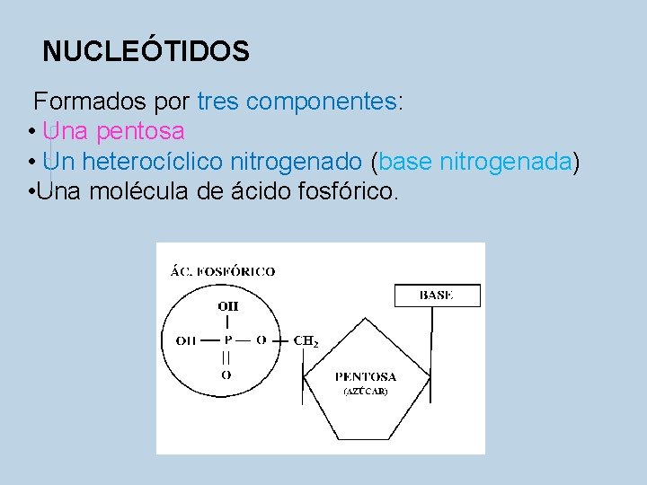 NUCLEÓTIDOS Formados por tres componentes: • Una pentosa • Un heterocíclico nitrogenado (base nitrogenada)
