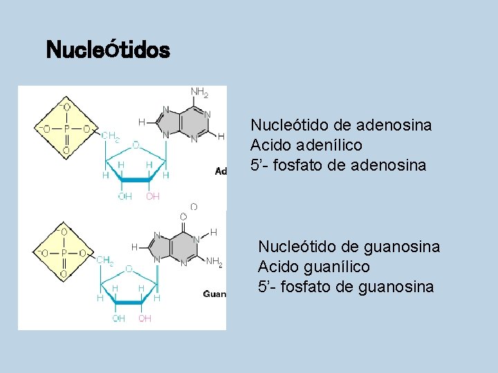Nucleótidos Nucleótido de adenosina Acido adenílico 5’- fosfato de adenosina Nucleótido de guanosina Acido