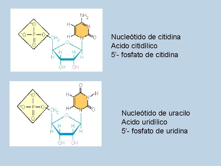 Nucleótido de citidina Acido citidílico 5’- fosfato de citidina Nucleótido de uracilo Acido uridílico