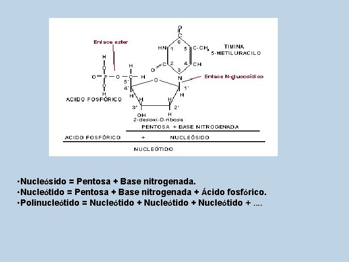  • Nucleósido = Pentosa + Base nitrogenada. • Nucleótido = Pentosa + Base