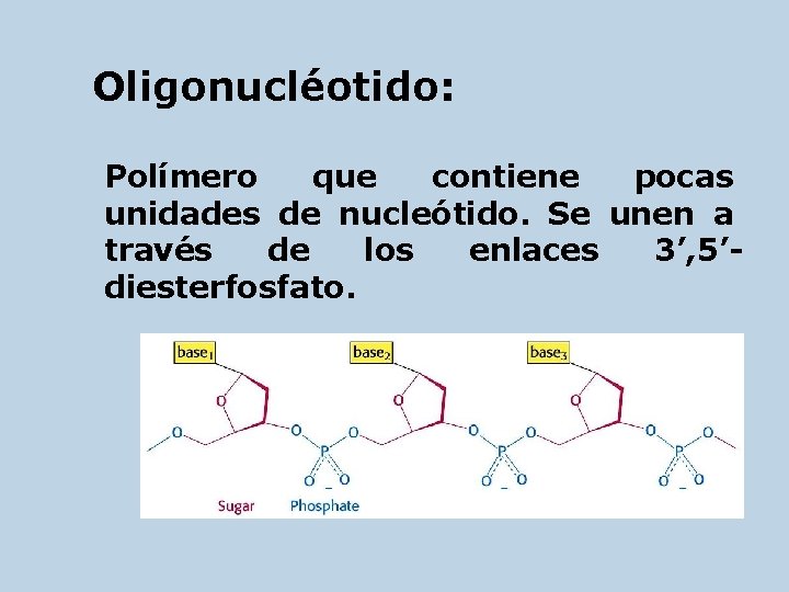 Oligonucléotido: Polímero que contiene pocas unidades de nucleótido. Se unen a través de los