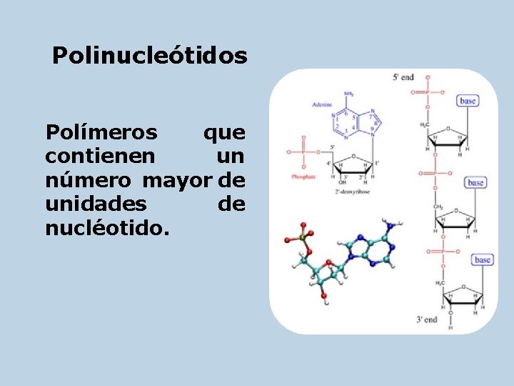 Polinucleótidos Polímeros que contienen un número mayor de unidades de nucléotido. 