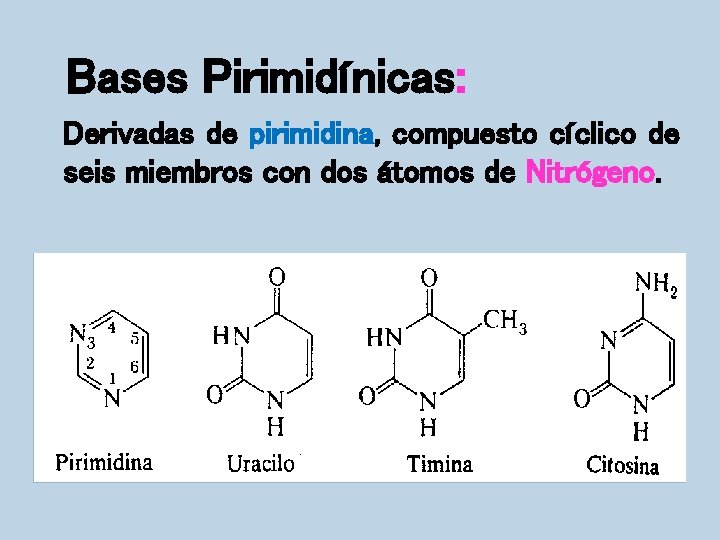 Bases Pirimidínicas: Derivadas de pirimidina, compuesto cíclico de seis miembros con dos átomos de