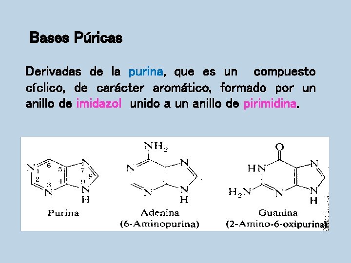 Bases Púricas Derivadas de la purina, que es un compuesto cíclico, de carácter aromático,