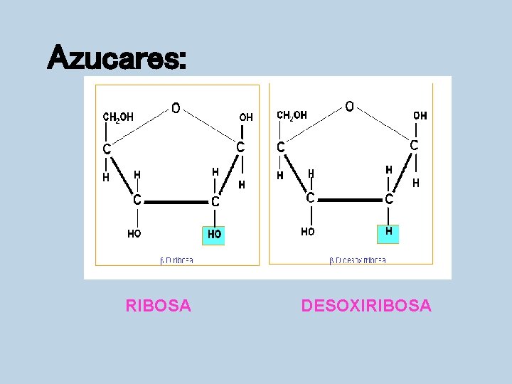 Azucares: RIBOSA DESOXIRIBOSA 