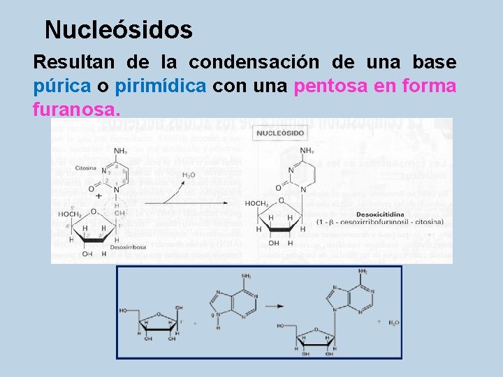 Nucleósidos Resultan de la condensación de una base púrica o pirimídica con una pentosa