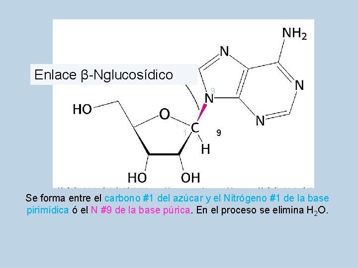 Enlace β-Nglucosídico 9 1 9 Se forma entre el carbono #1 del azúcar y