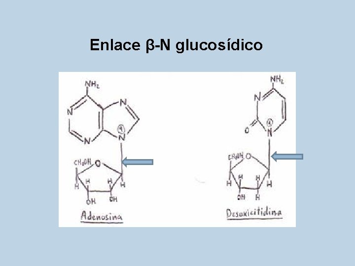 Enlace β-N glucosídico 