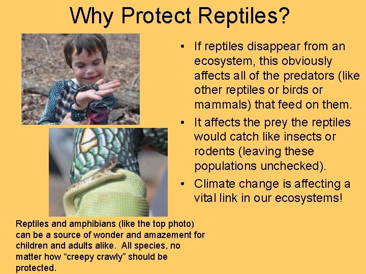 Why Protect Reptiles? • If reptiles disappear from an ecosystem, this obviously affects all