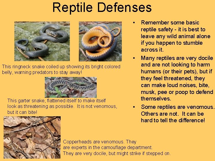 Reptile Defenses • • This ringneck snake coiled up showing its bright colored belly,