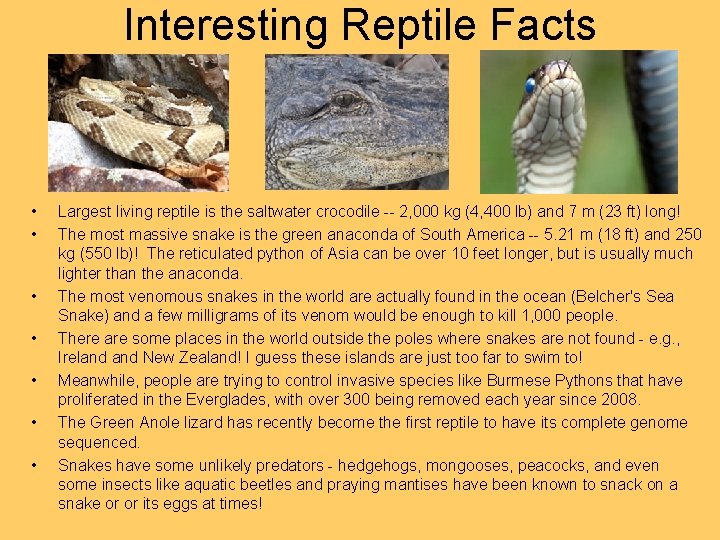 Interesting Reptile Facts • • Largest living reptile is the saltwater crocodile -- 2,