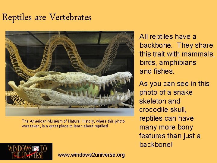 Reptiles are Vertebrates All reptiles have a backbone. They share this trait with mammals,
