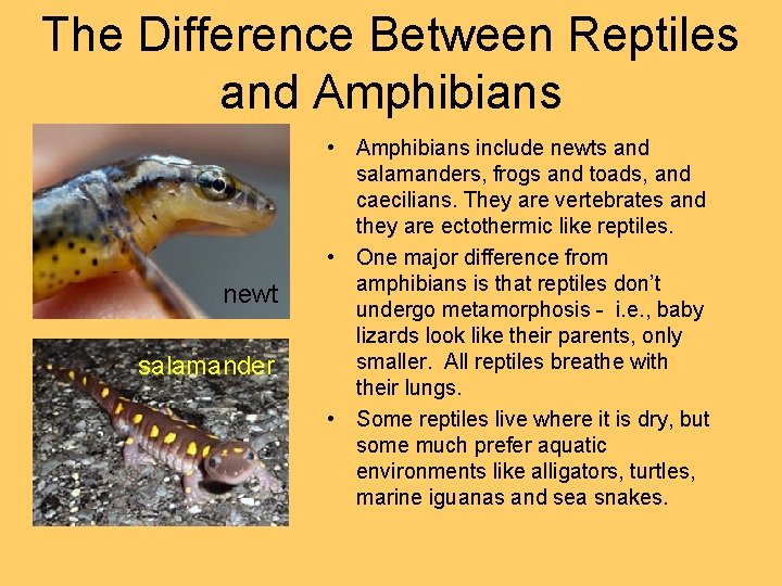 The Difference Between Reptiles and Amphibians newt salamander • Amphibians include newts and salamanders,