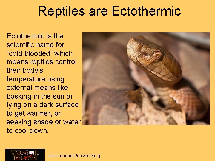 Reptiles are Ectothermic is the scientific name for “cold-blooded” which means reptiles control their