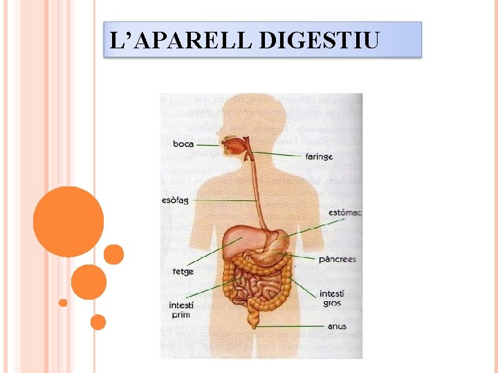 L’APARELL DIGESTIU 