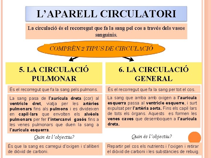 L’APARELL CIRCULATORI La circulació és el recorregut que fa la sang pel cos a