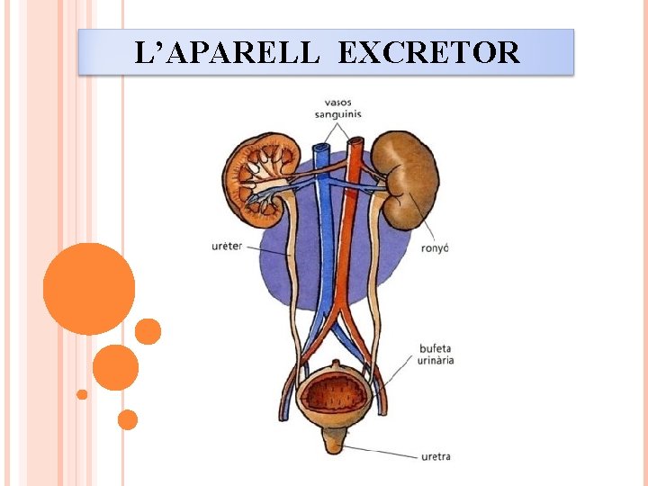 L’APARELL EXCRETOR 