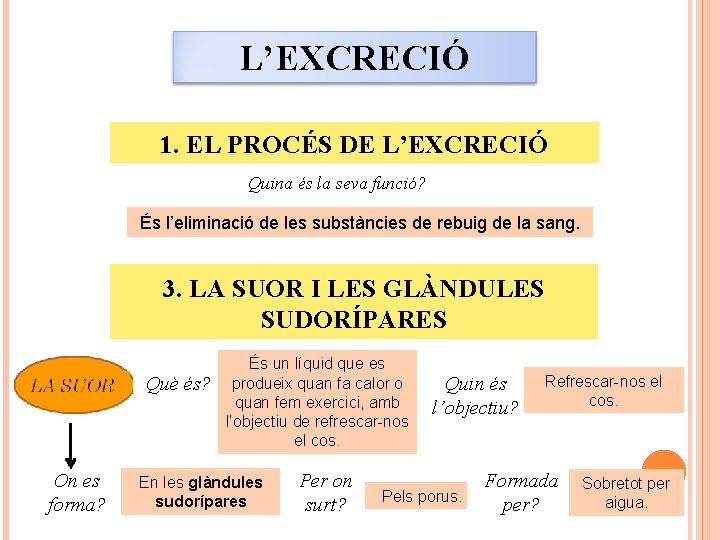 L’EXCRECIÓ 1. EL PROCÉS DE L’EXCRECIÓ Quina és la seva funció? És l’eliminació de