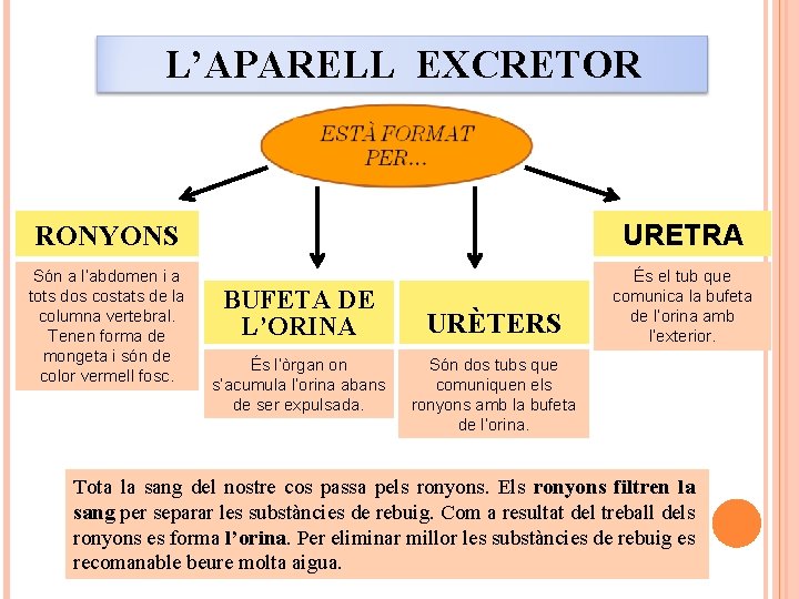 L’APARELL EXCRETOR RONYONS URETRA Són a l’abdomen i a tots dos costats de la