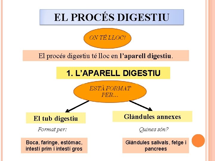 EL PROCÉS DIGESTIU El procés digestiu té lloc en l’aparell digestiu. 1. L’APARELL DIGESTIU