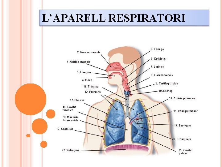 L’APARELL RESPIRATORI 