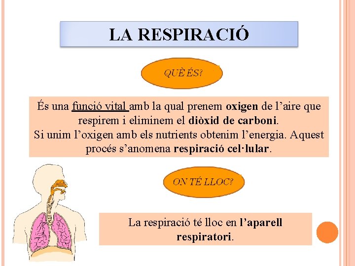 LA RESPIRACIÓ És una funció vital amb la qual prenem oxigen de l’aire que