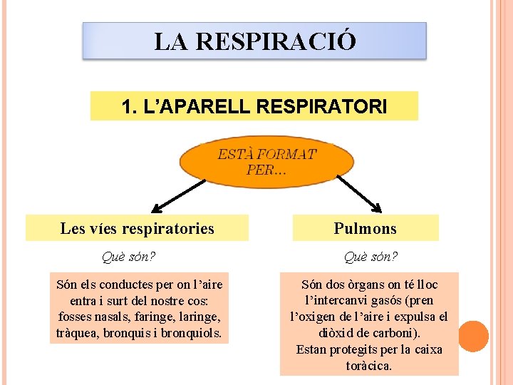 LA RESPIRACIÓ 1. L’APARELL RESPIRATORI Les víes respiratories Què són? Són els conductes per