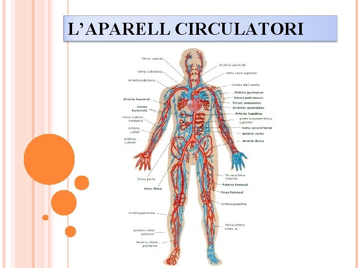 L’APARELL CIRCULATORI 