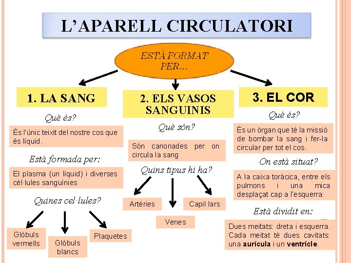 L’APARELL CIRCULATORI 1. LA SANG Què és? És l’únic teixit del nostre cos que