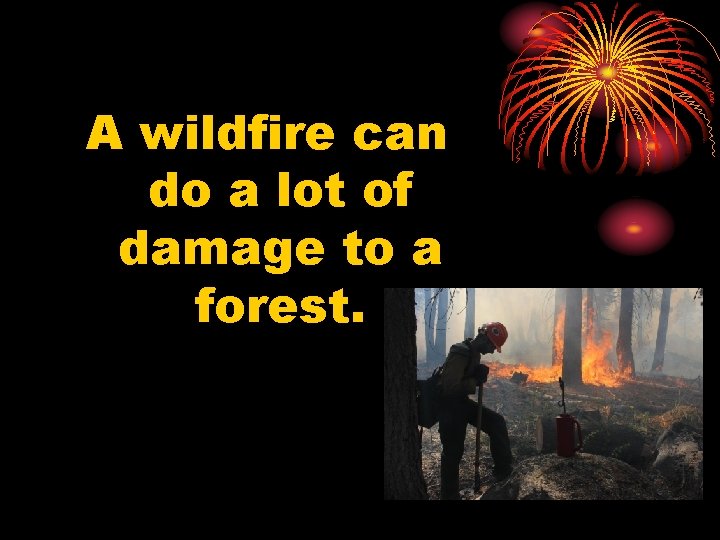 A wildfire can do a lot of damage to a forest. 