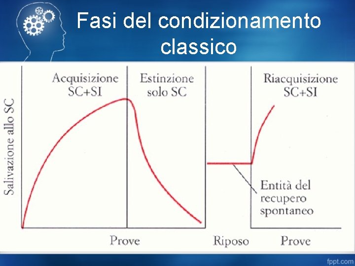 Fasi del condizionamento classico 