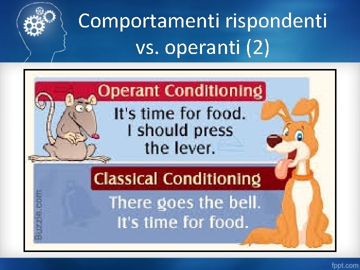 Comportamenti rispondenti vs. operanti (2) 